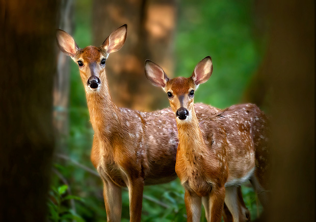 Fawns.jpg